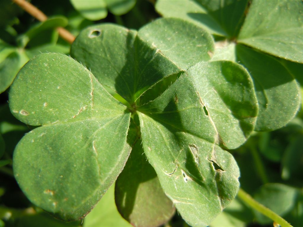Oxalis corniculata